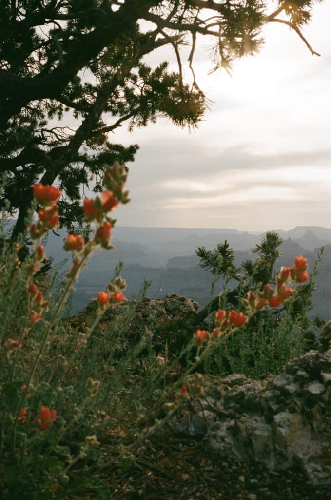 view of grand canyon with red flowers in foreground